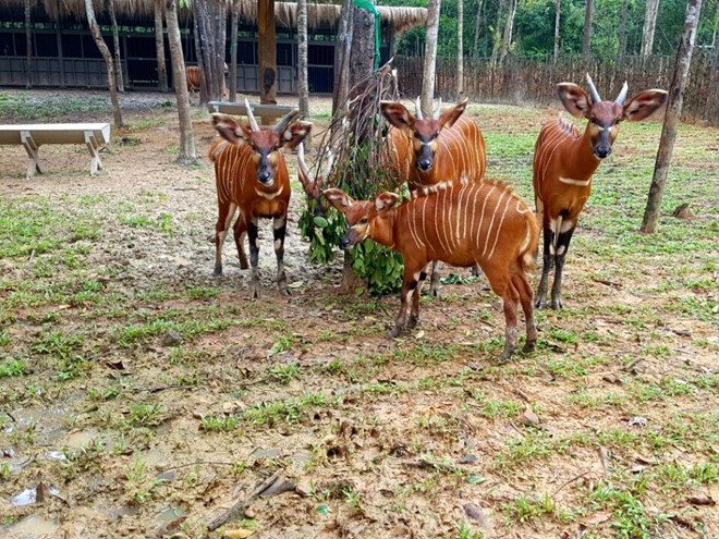 Hai cặp hổ con Bengal ra đời tại Vinpearl Safari Phú Quốc