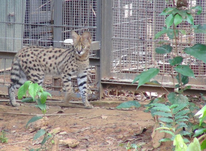 Hai cặp hổ con Bengal ra đời tại Vinpearl Safari Phú Quốc