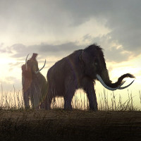 Giả thuyết sửng sốt, voi Mamút tuyệt chủng vì khát nước?