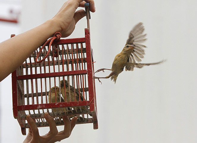 Những lầm tưởng về phóng sinh không phải ai cũng biết