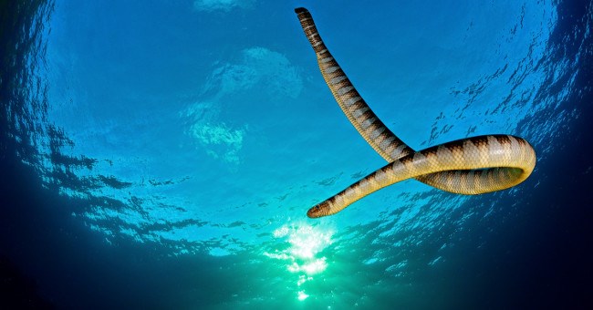 Sát thủ máu lạnh có nọc độc "tiễn" cùng lúc 20 người về cõi chết