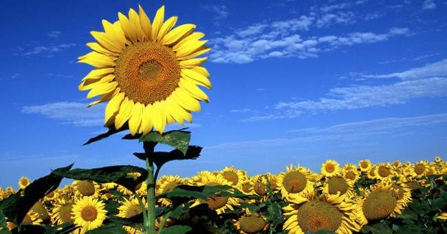 Đã tìm ra lý do hoa hướng dương hướng về phía mặt trời