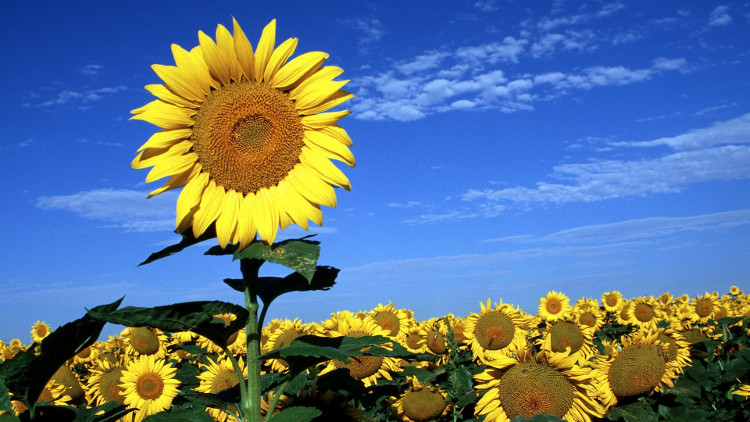 Hokkaido  Vùng đất của loài hoa mặt trời