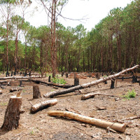 Hiện trạng phá rừng trên thế giới