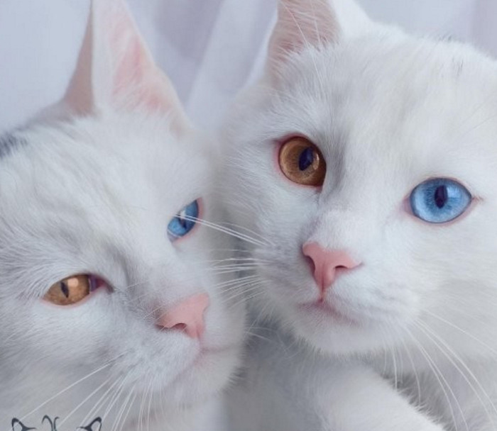 Cặp mèo song sinh hai màu mắt gây sốt trên mạng xã hội - KhoaHoc.tv