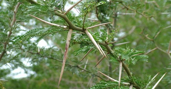 9 cơ chế tự bảo vệ của thực vật