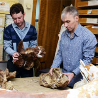 Các nhà khoa học Nga tìm thấy loài khủng long mới ở Kemerovo, Siberia