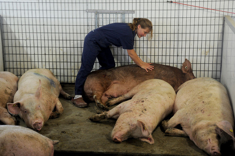 Kristina Howard và đàn lợn tại một trang trại ở Pennsylvania.