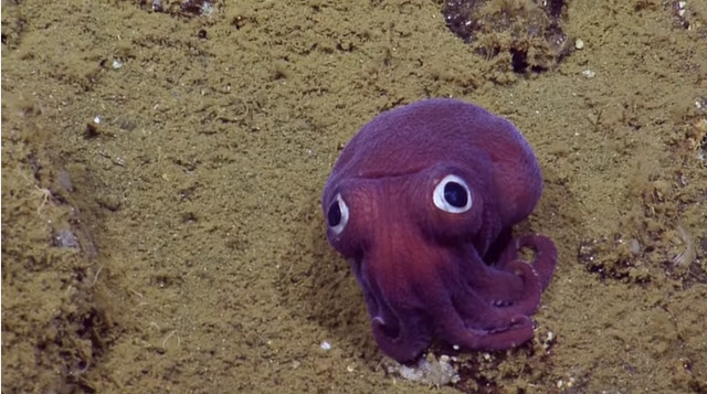 Purple bobtail squid.