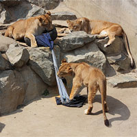 Nhật Bản dùng sư tử để làm quần jeans rách