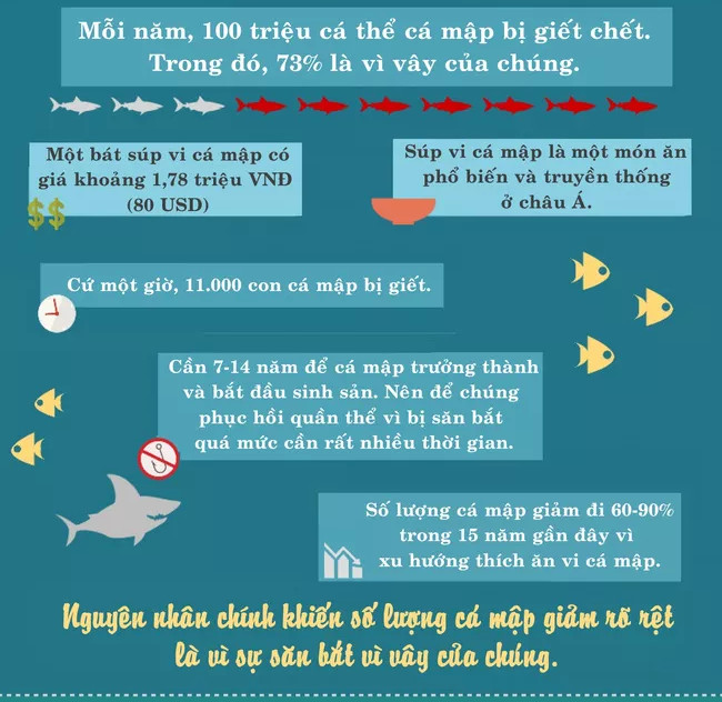 Cá mập có phải là sinh vật nguy hiểm nhất quả đất?