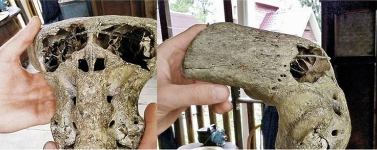 Phát hiện 2 đầu lâu bí ẩn nghi của người ngoài hành tinh