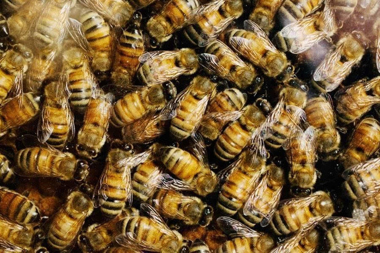Nọc ong được sử dụng để chữa viêm khớp. 