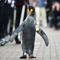 Chuẩn tướng chim cánh cụt duyệt đội danh dự Scotland
