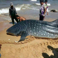 Cá mập voi 1,5 tấn sa lưới ngư dân Trung Quốc