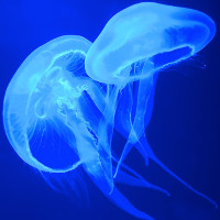 Da sứa có thể dùng làm vật liệu mã hóa thông tin mật