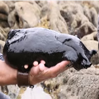 Video: Ốc sên lớn nhất hành tinh nặng gần 5kg