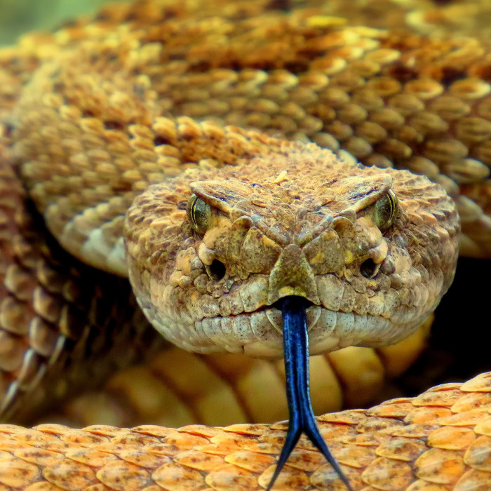 Hình ảnh rợn người về loài rắn cực hiếm ở VN