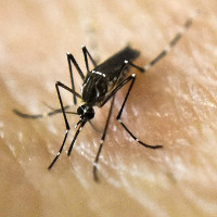 Malaysia xác nhận ca nhiễm Zika đầu tiên