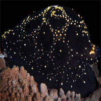 Ốc biển "ngụy trang" lớp vỏ thành hình ảnh như thiên hà Milky Way