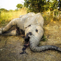 Châu Phi đau đớn, bất lực đứng nhìn 1/3 đàn voi của mình ra đi trong 7 năm vừa qua
