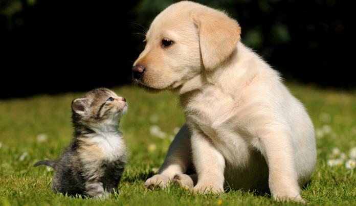 Chó ghét mèo: Bạn sẽ không tin được ánh mắt đầy căm ghét của chú chó khi đứng trước chú mèo nhỏ. Chắc chắn đây là một hình ảnh vô cùng thú vị và đáng yêu mà bạn không thể bỏ qua.