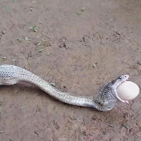 Hổ mang chúa quằn quại nôn ra 6 quả trứng lớn