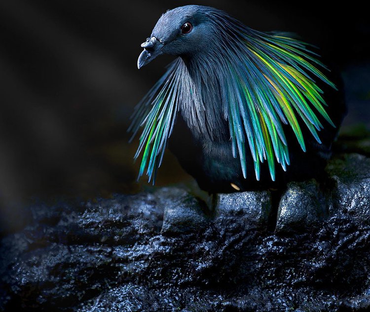 Bạn đã bao giờ nghe về loài chim bồ câu Nicobar, một loài chim bồ câu tuyệt đẹp với bộ lông óng ánh rực rỡ như cầu vồng? 