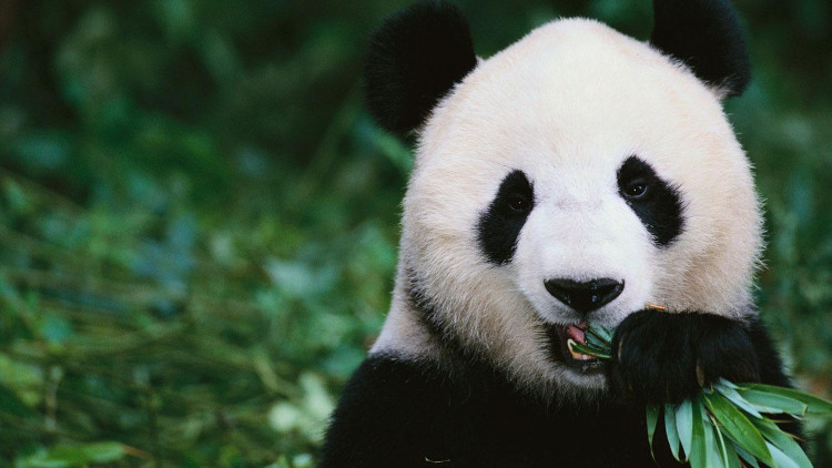 Gấu trúc khổng lồ đã biến mất trong Sách Đỏ