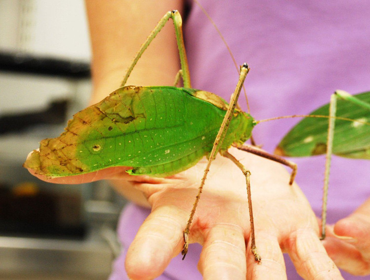 giant long legged katydids