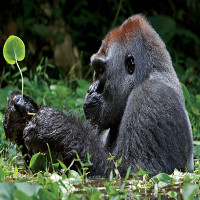 Loài khỉ đột lớn nhất thế giới đứng bên bờ tuyệt chủng
