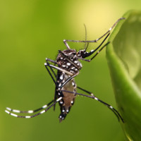 Phát hiện kinh ngạc: Virus Zika có thể sống trong mắt người