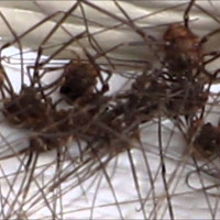 200 tỷ nhện chân dài sắp lan tràn khắp nước Anh