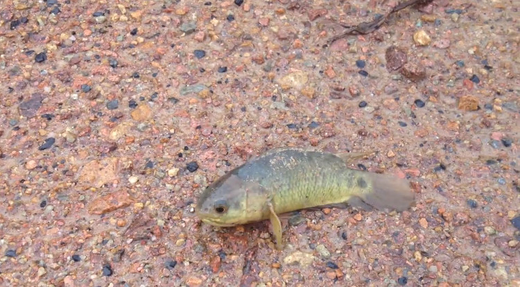 Cá rô có thể sống nhiều tuần trên cạn nhờ cơ quan hô hấp có cấu tạo đặc biệt.