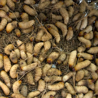 Châu Âu có thể dùng ấu trùng ruồi làm thức ăn nuôi gà, lợn
