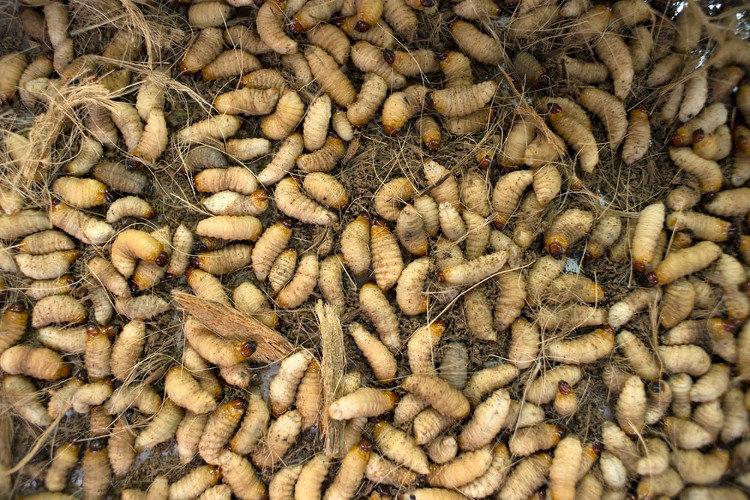 EU đang nghiên cứu khả năng sử dụng ấu trùng ruồi làm nguồn thức ăn chăn nuôi.