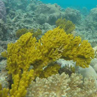 NASA triển khai dự án bảo vệ rạn san hô lớn nhất thế giới