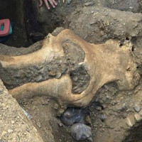 Hộp sọ voi ma mút 13.000 năm tuổi ở Mỹ