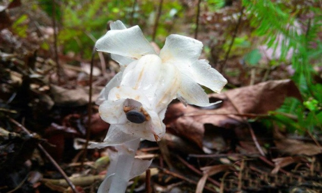 Trong truyền thuyết Trung Quốc, lan thạch anh bị coi là loài hoa của địa ngục, tượng trưng cho tà ác. Trong truyền thuyết Trung Quốc, lan thạch anh bị coi là loài hoa của địa ngục, tượng trưng cho tà ác.