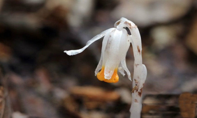 Chúng chỉ thích nghi với môi trường rừng âm u, ẩm ướt, nhiều đất mùn, rất khó sống trong môi trường nhân tạo. Chúng chỉ thích nghi với môi trường rừng âm u, ẩm ướt, nhiều đất mùn, rất khó sống trong môi trường nhân tạo.