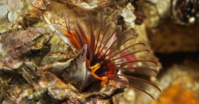 Truy tìm sinh vật bí ẩn trông như "quái vật alien" đang gây bão cư dân mạng