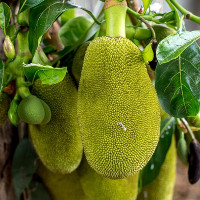 Việt Nam sở hữu loại quả được mệnh danh là "cứu tinh của thế giới"