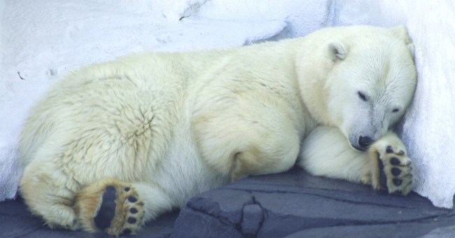 Gấu đi WC như thế nào khi ngủ đông?