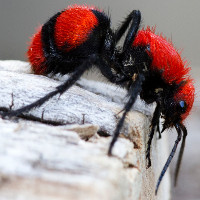 Trải nghiệm nỗi đau tê buốt khi cố tình để loài "kiến" cow killer đốt