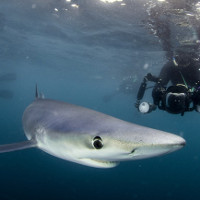 Chụp được cá mập xanh cực hiếm ngoài khơi nước Anh
