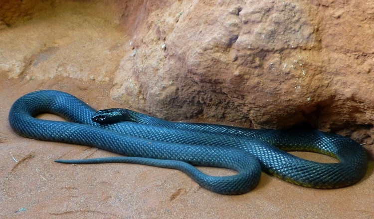 Taipan nội địa là loài rắn có nọc độc khủng khiếp nhất thế giới loài rắn.