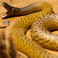 Taipan nội địa: Loài rắn có nọc độc giết chết 100 người cùng lúc