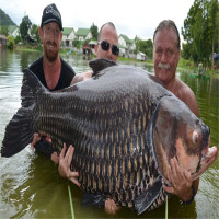 Cá chép lớn nhất thế giới nặng hơn 1 tạ ở Thái Lan