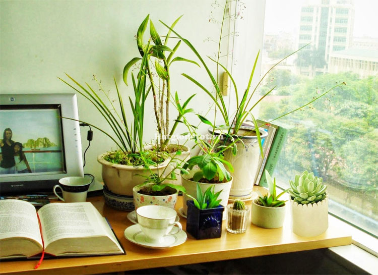 Sai lầm khi trồng nhiều cây và hoa trong phòng