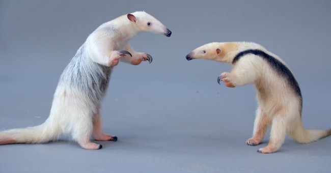 Loài thú có móng vuốt khỏe đập vỡ băng đá và bốc mùi gấp 4 lần chồn hôi